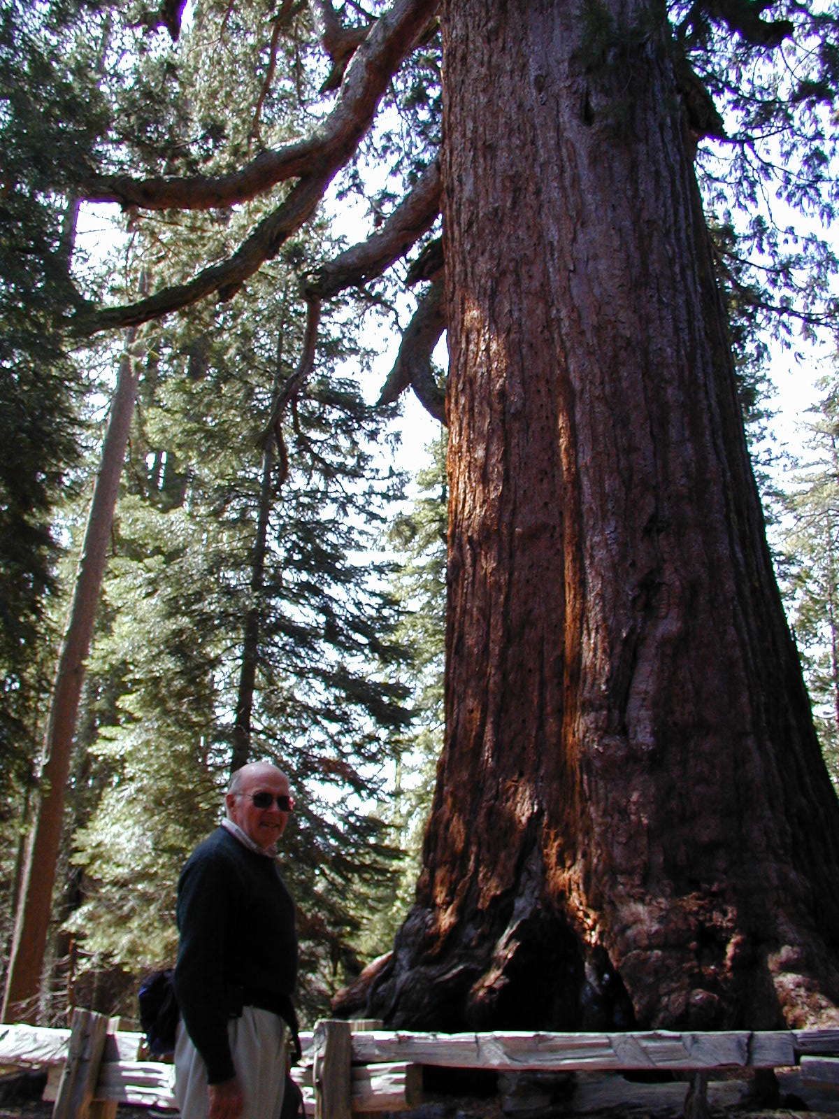 Dad in front of one of the really big trees in Wawona.  Maybe "The General" or something like that.