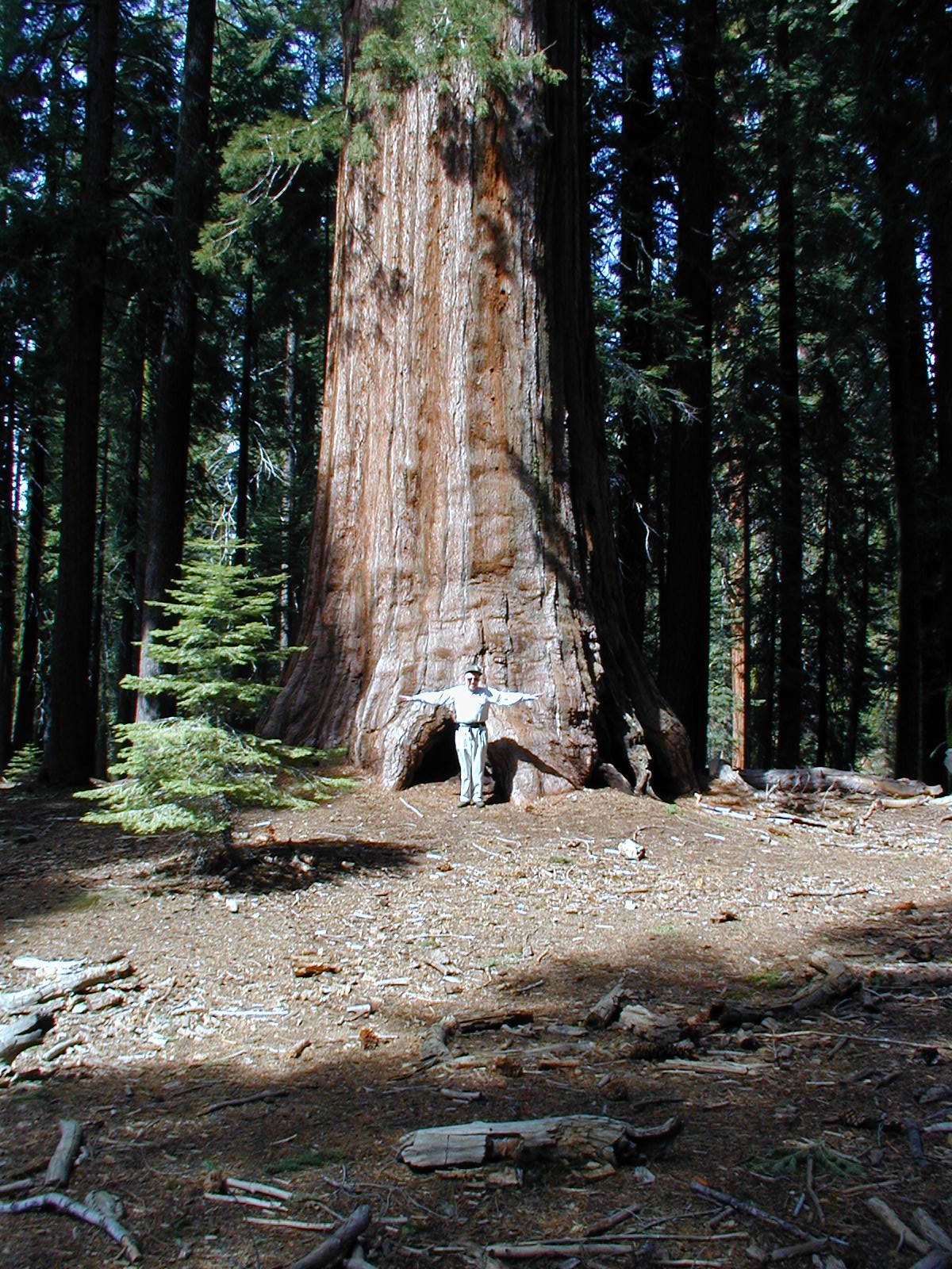 Dad in front of a big tree.