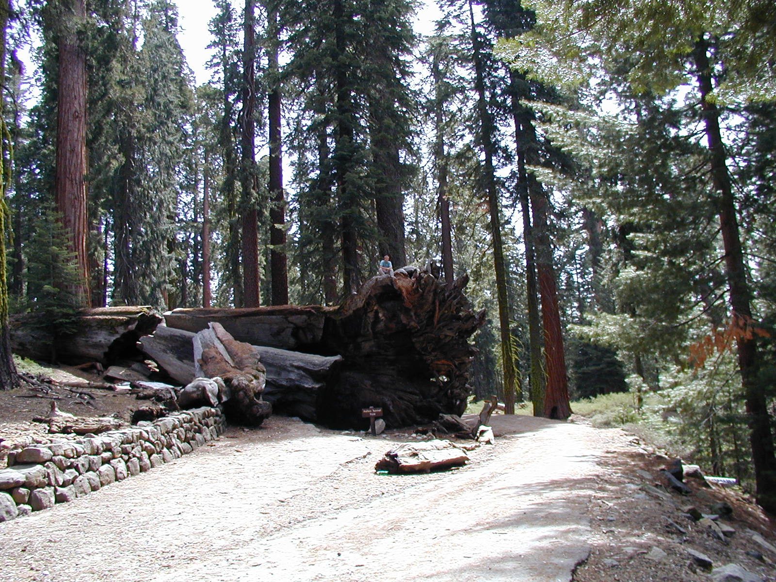 John on top of Fallen Tunnel Tree.