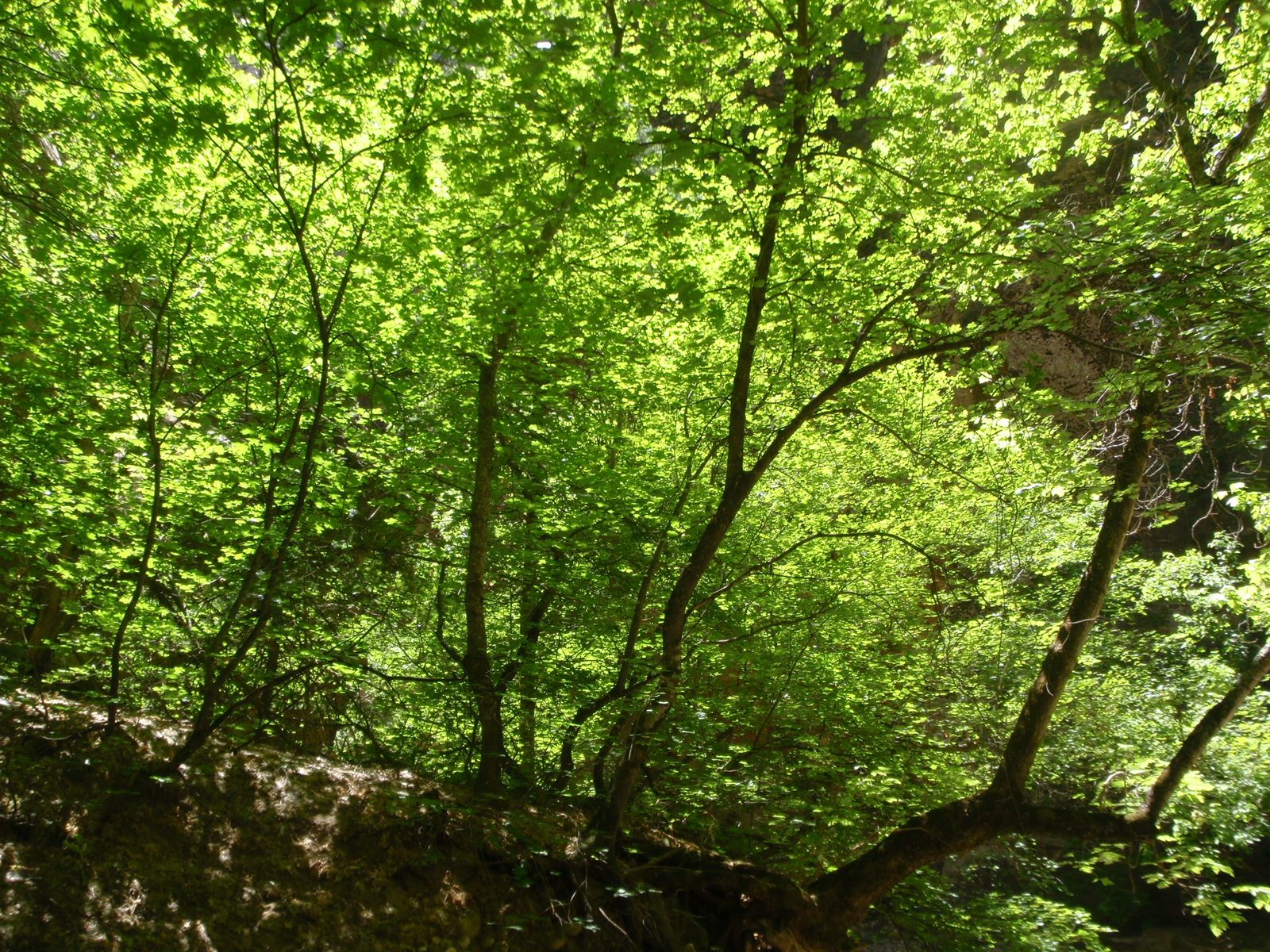 Some deciduous trees in a sunny patch of canyon.