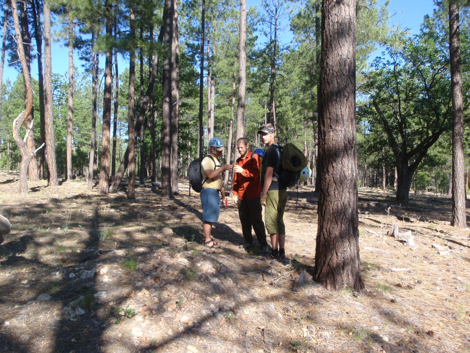 Change of scenery:  temperate ponderosa pine forest at over 6,000 feet on the Mogullon Rim near...