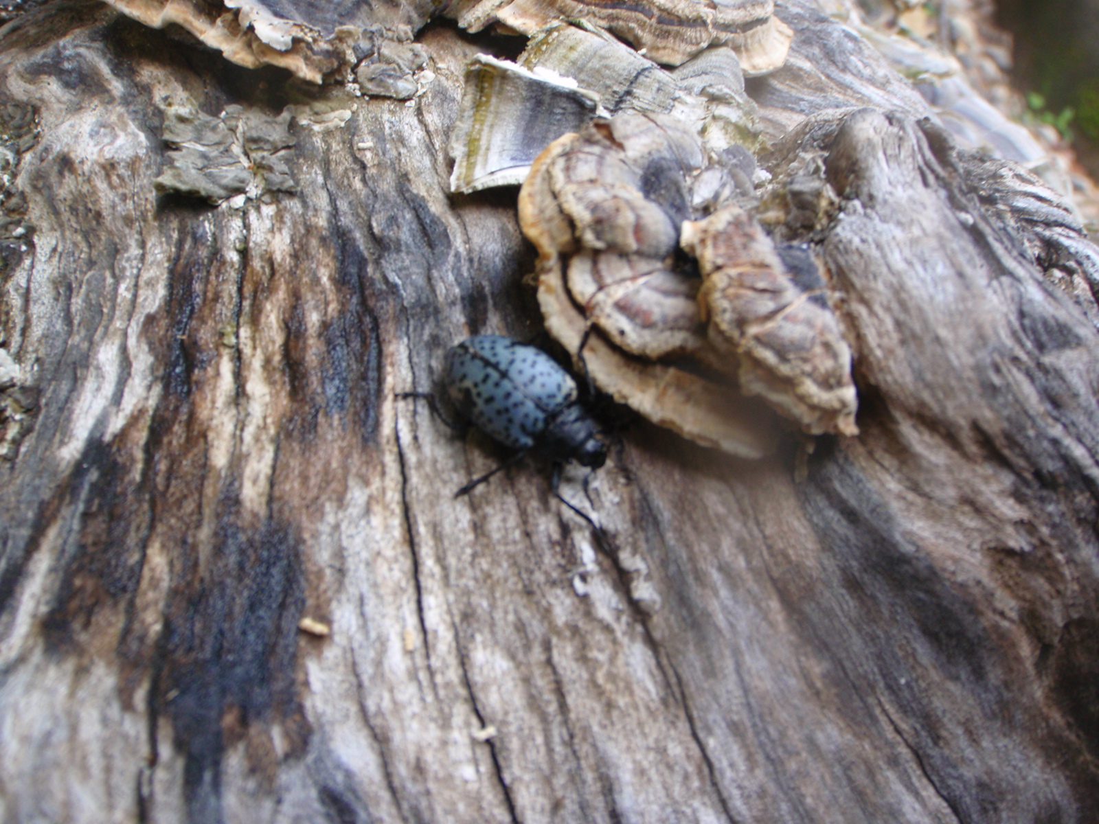 Some really cool scarab looking beetle.