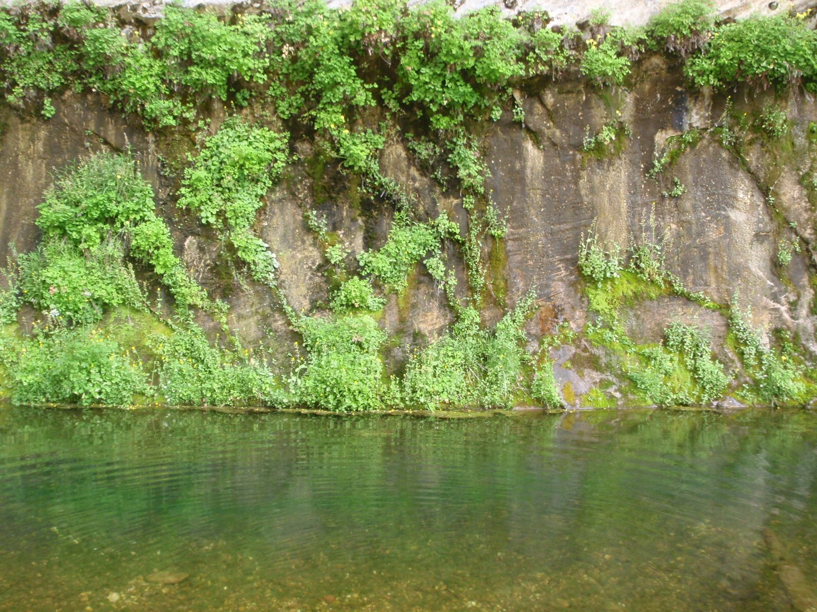 A cute hanging garden in West Clear Creek.