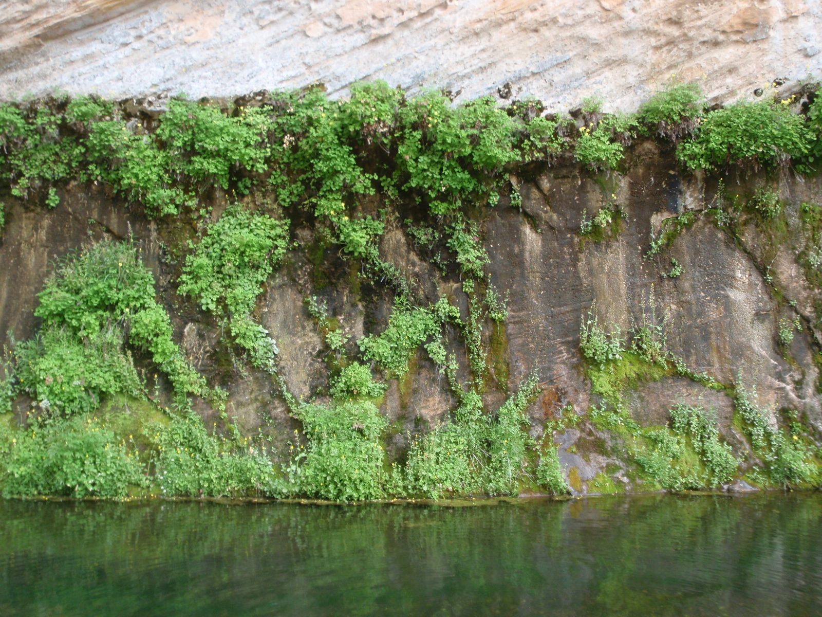 Another shot of a hanging garden in West Clear Creek.