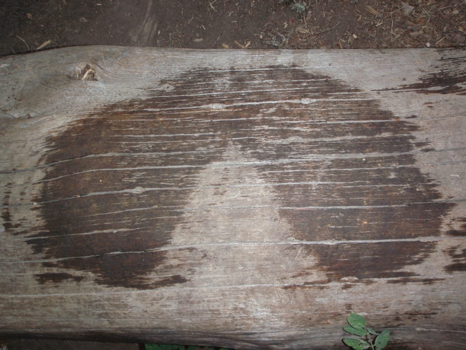 The impression left by someone's wet shorts.