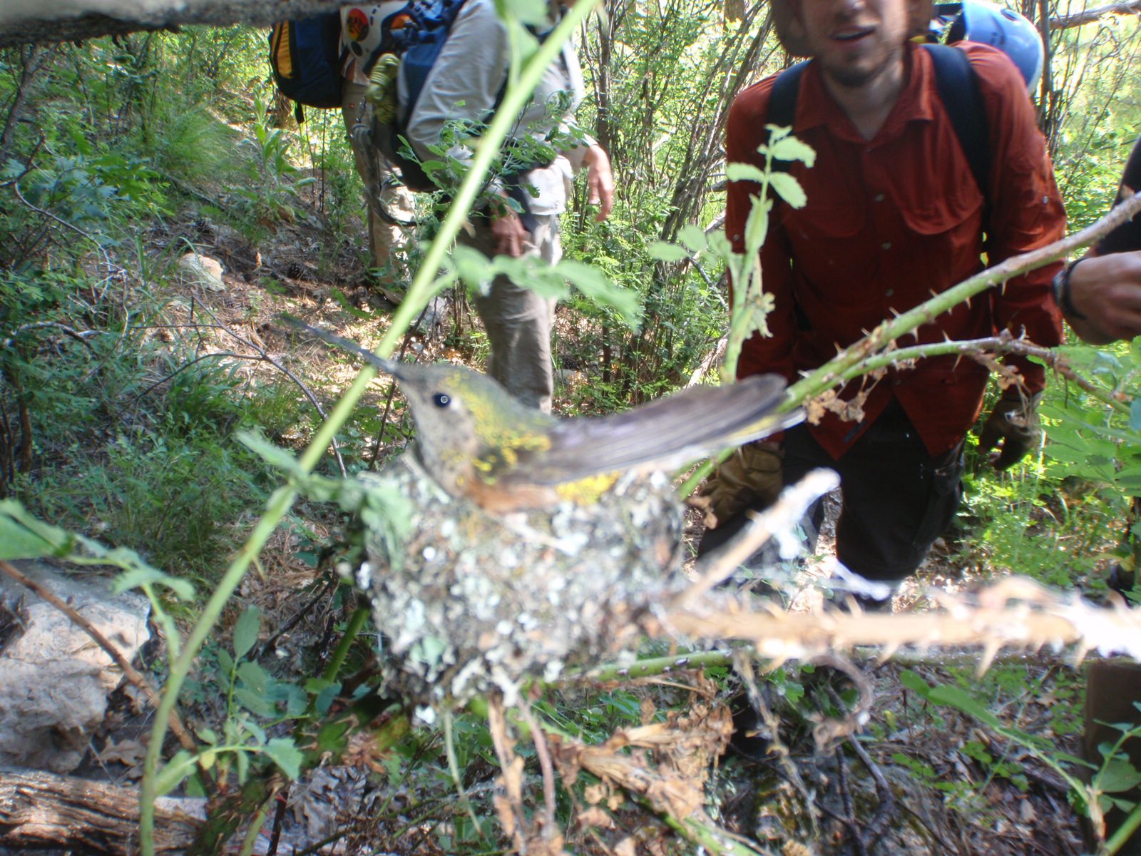 Hello, hummingbird.  Joel, in the background.  This guy was pretty cute, but what a dumb spot for a nest.