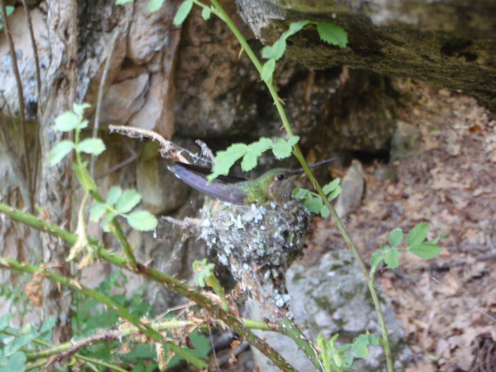 Another shot of mommy hummingbird.  I assume she did not move because she was guarding her young.