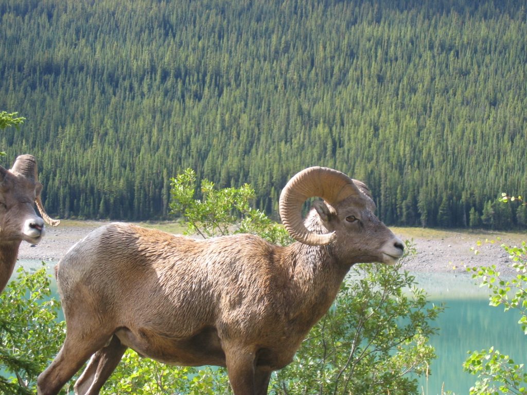 A bunch of the Big Horns decided to share the road with us.  Note the color of the lake behind...