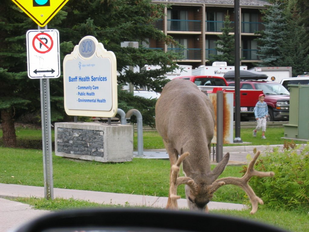 An elk ignores the "no parking" restriction in down town Banff.