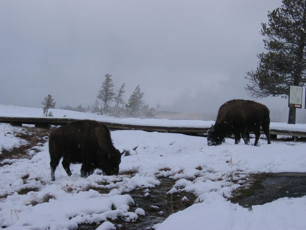 Later still, John, Rachel, and Catherine got an even closer look at some buffalo who were eating...