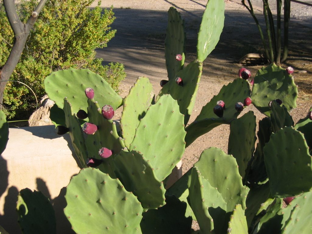 Blooms on prickly pear