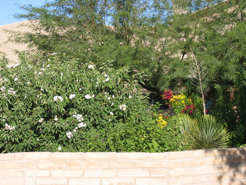 Blooming shrub in front yard