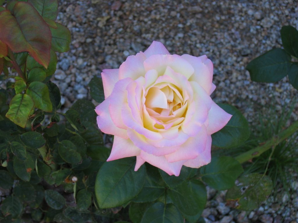 Close up of exquisite lavender rose