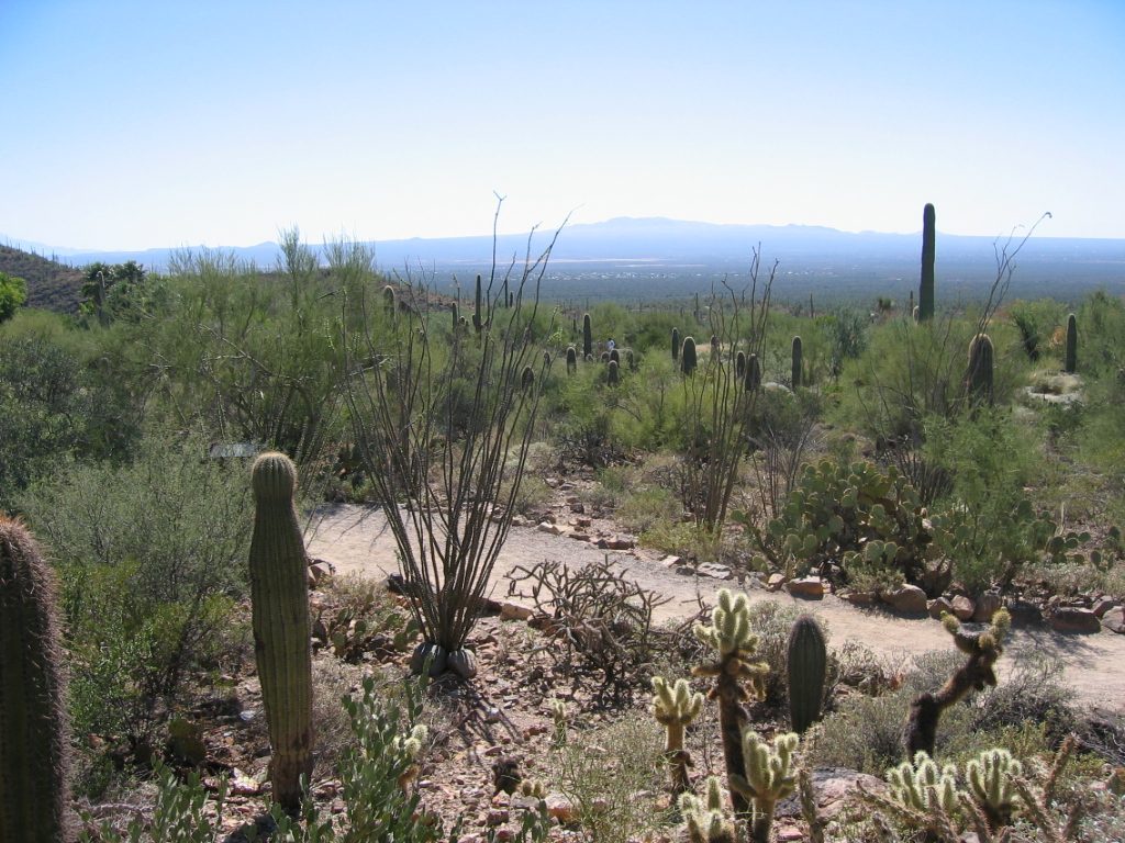 On the way to the Arizona Sonora Desert Museum.  So named for the two states (one US, one...