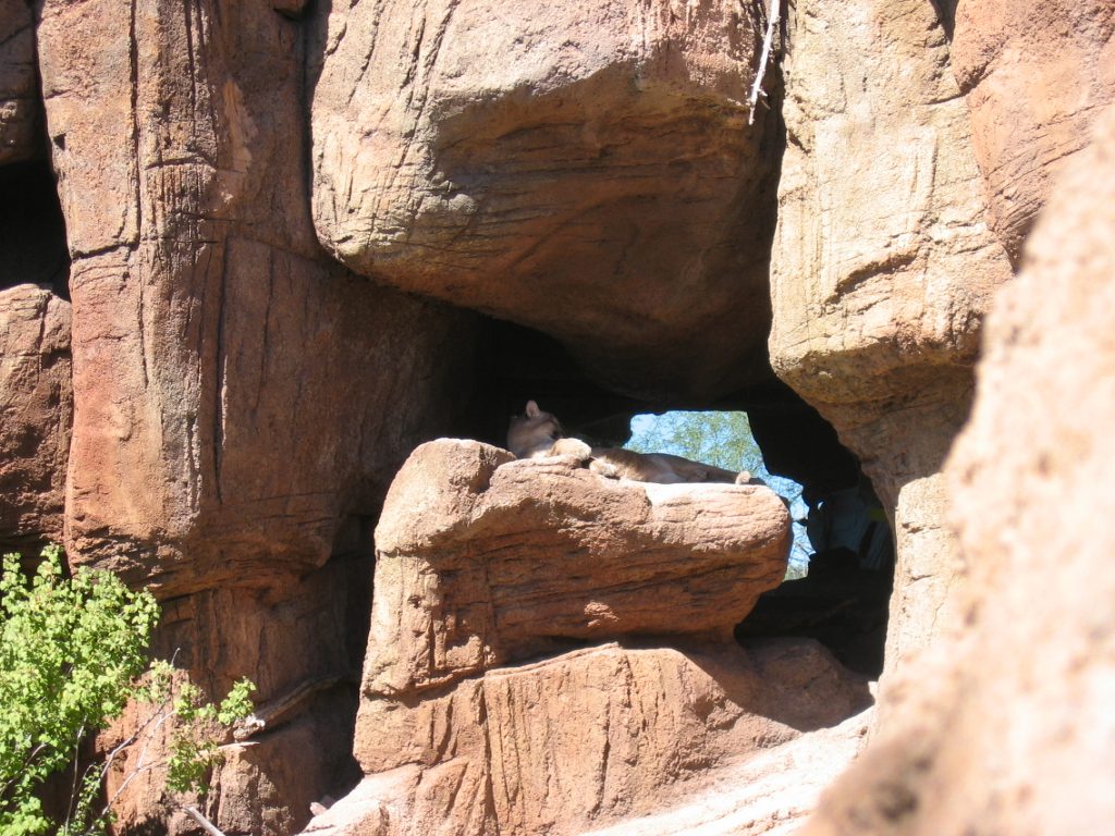 The museum also has a "zoo" ... but no cages.  This is a puma taking his siesta ... it was hot.