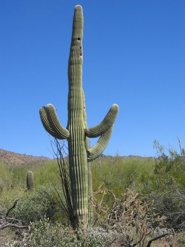 I was intrigued by these cactus. 