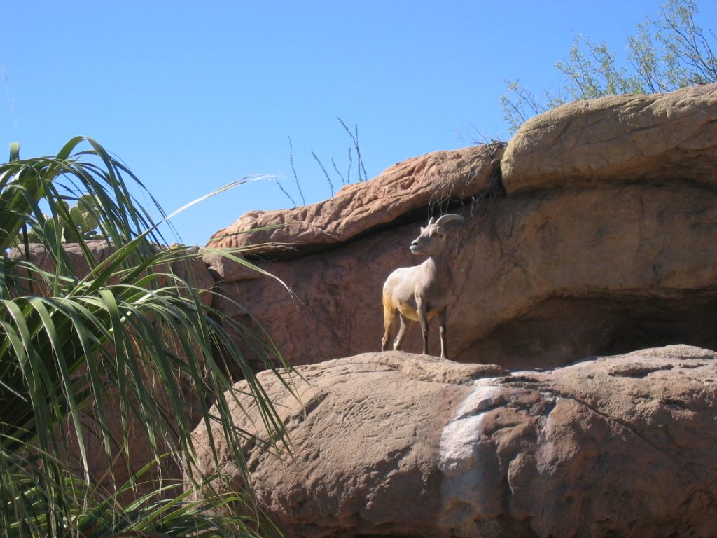 This long horn (?) ram was on duty for the afternoon