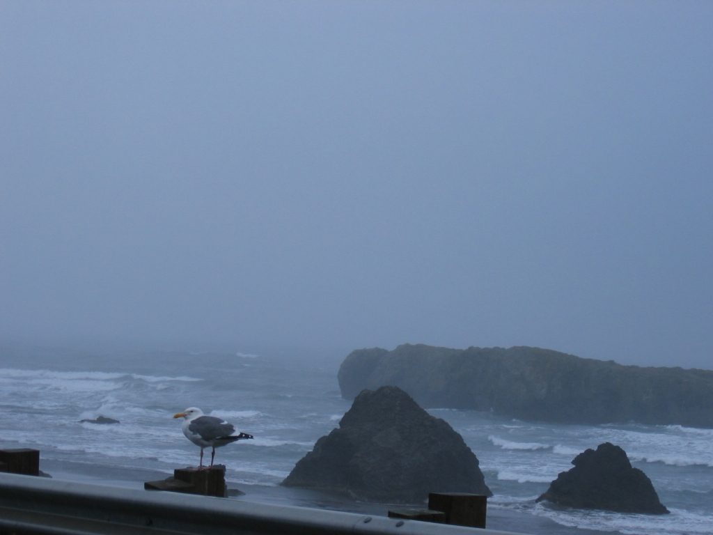 Happy seagull (we think)