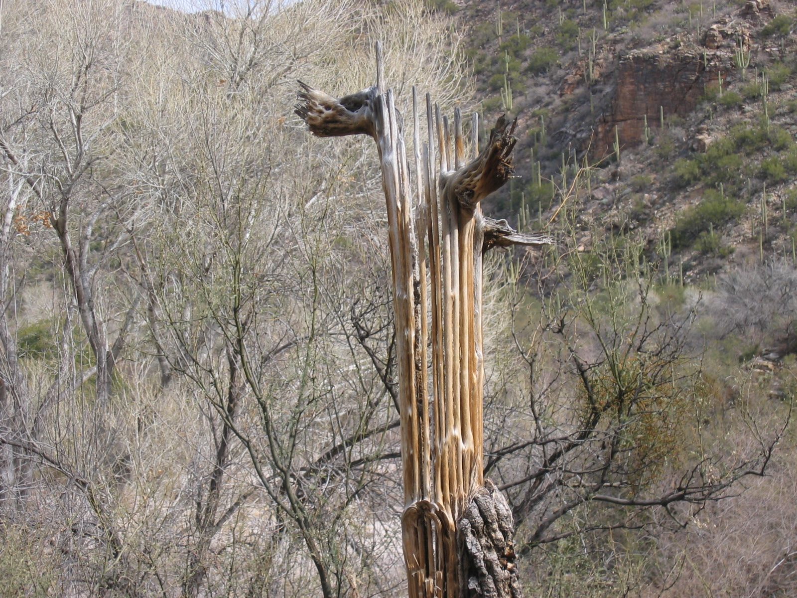 Interior of a saguaro ... wooden slats which hold it erect