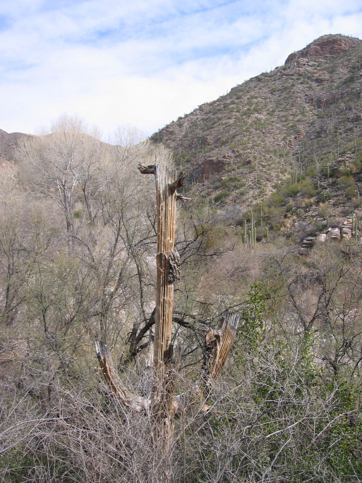 Same cactus at a remove