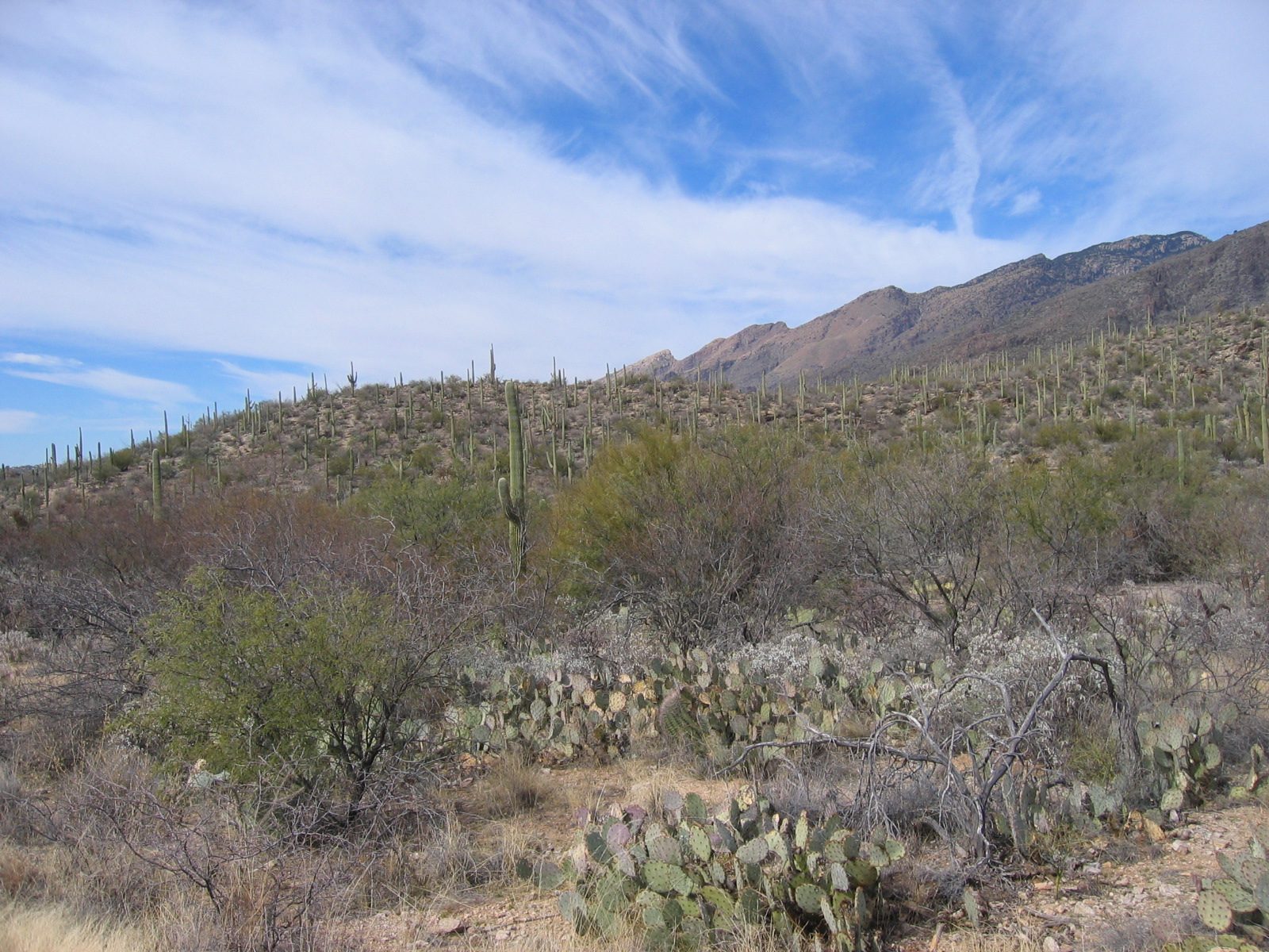 Fascinating to see the saguaro march up and down the hills