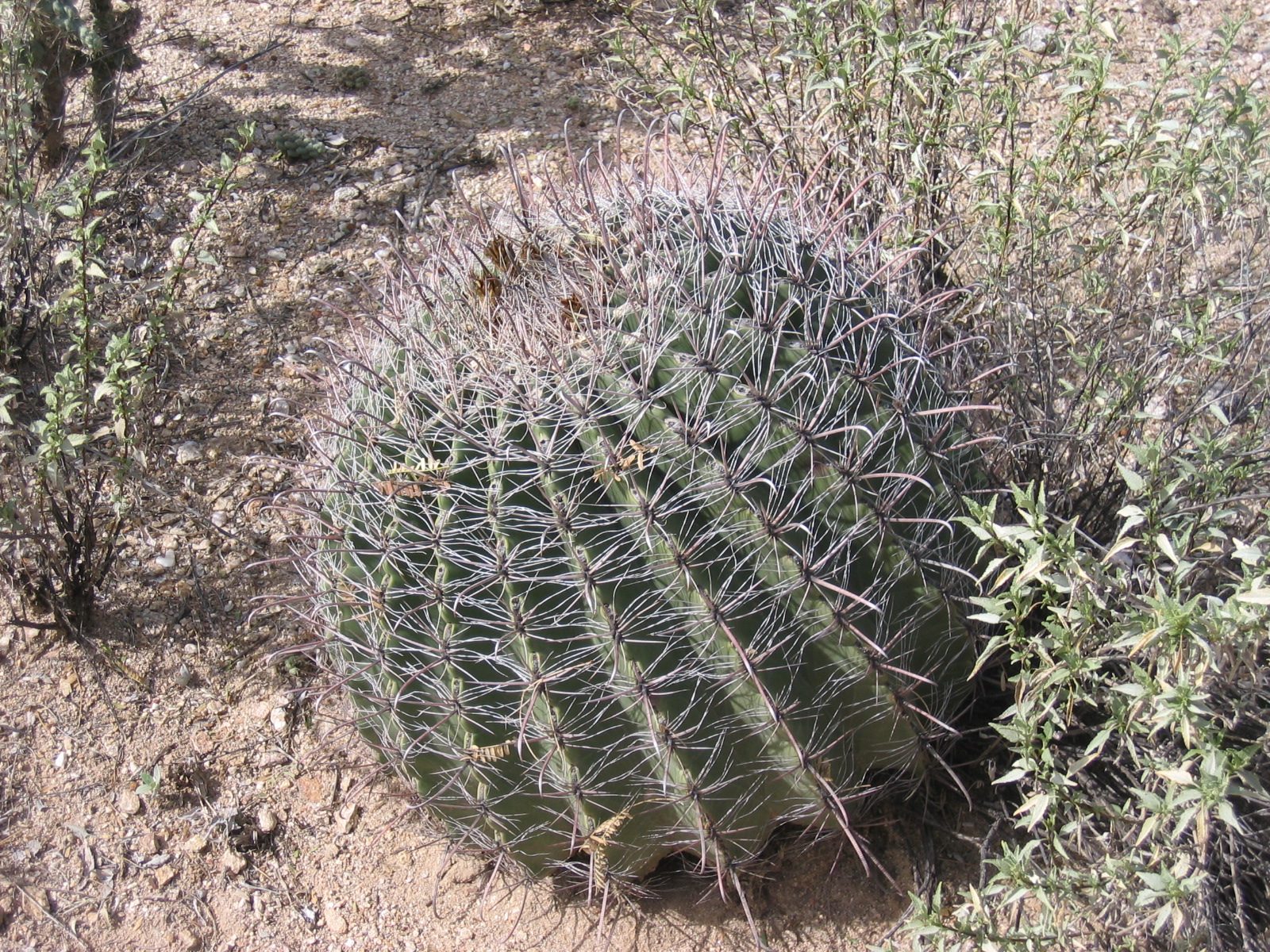 and this is a barrel cactus