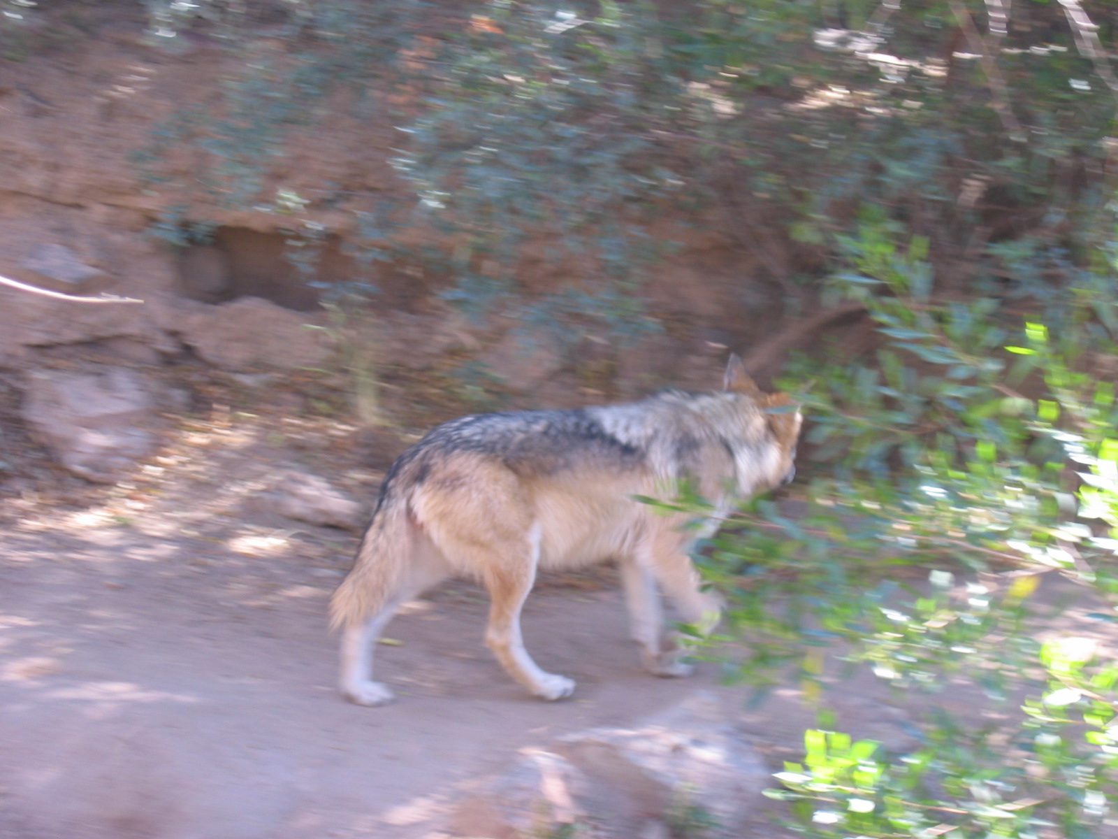 Mexican wolf at the Desert Museum