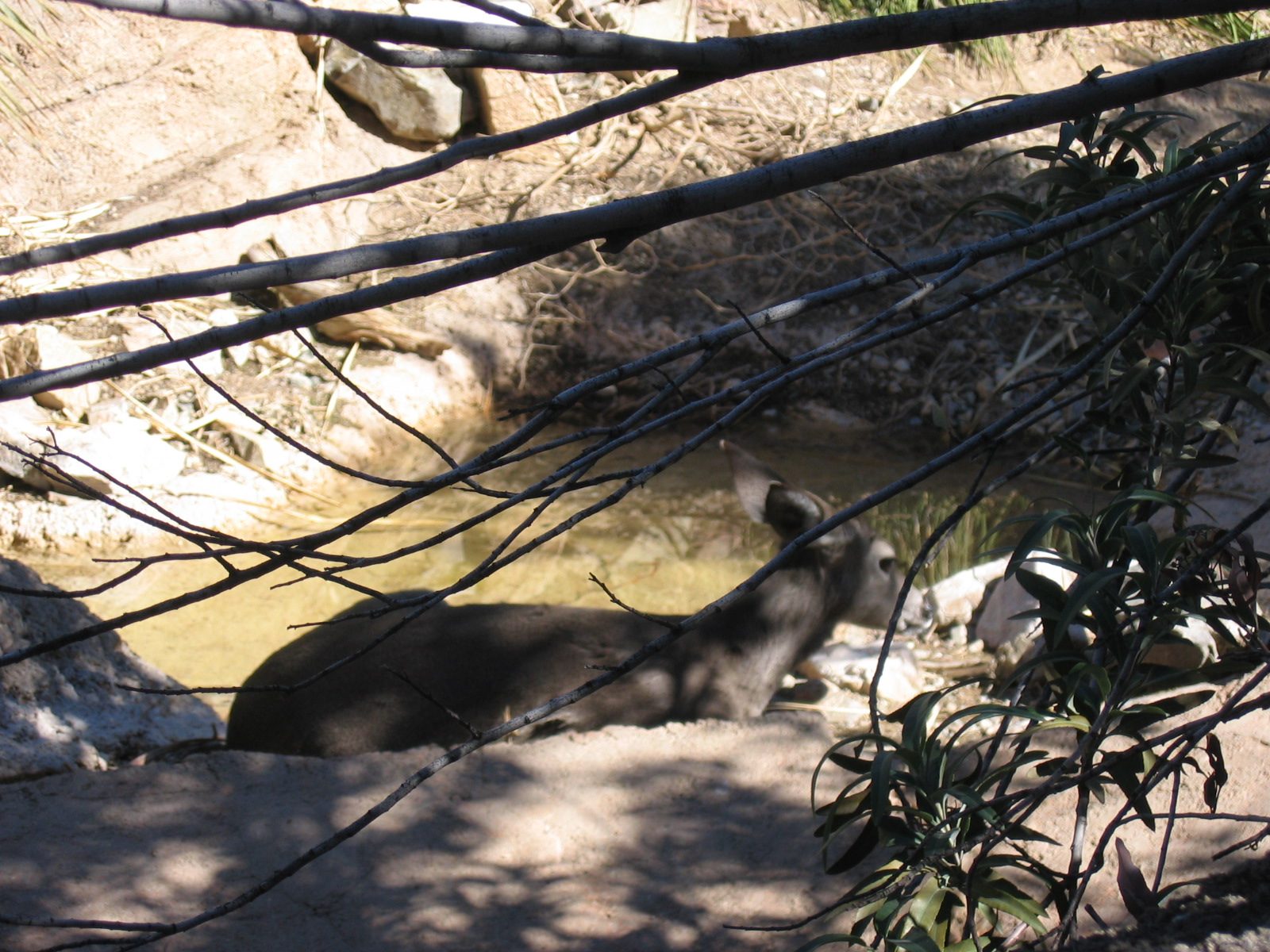 Mule deer at the Desert Museum