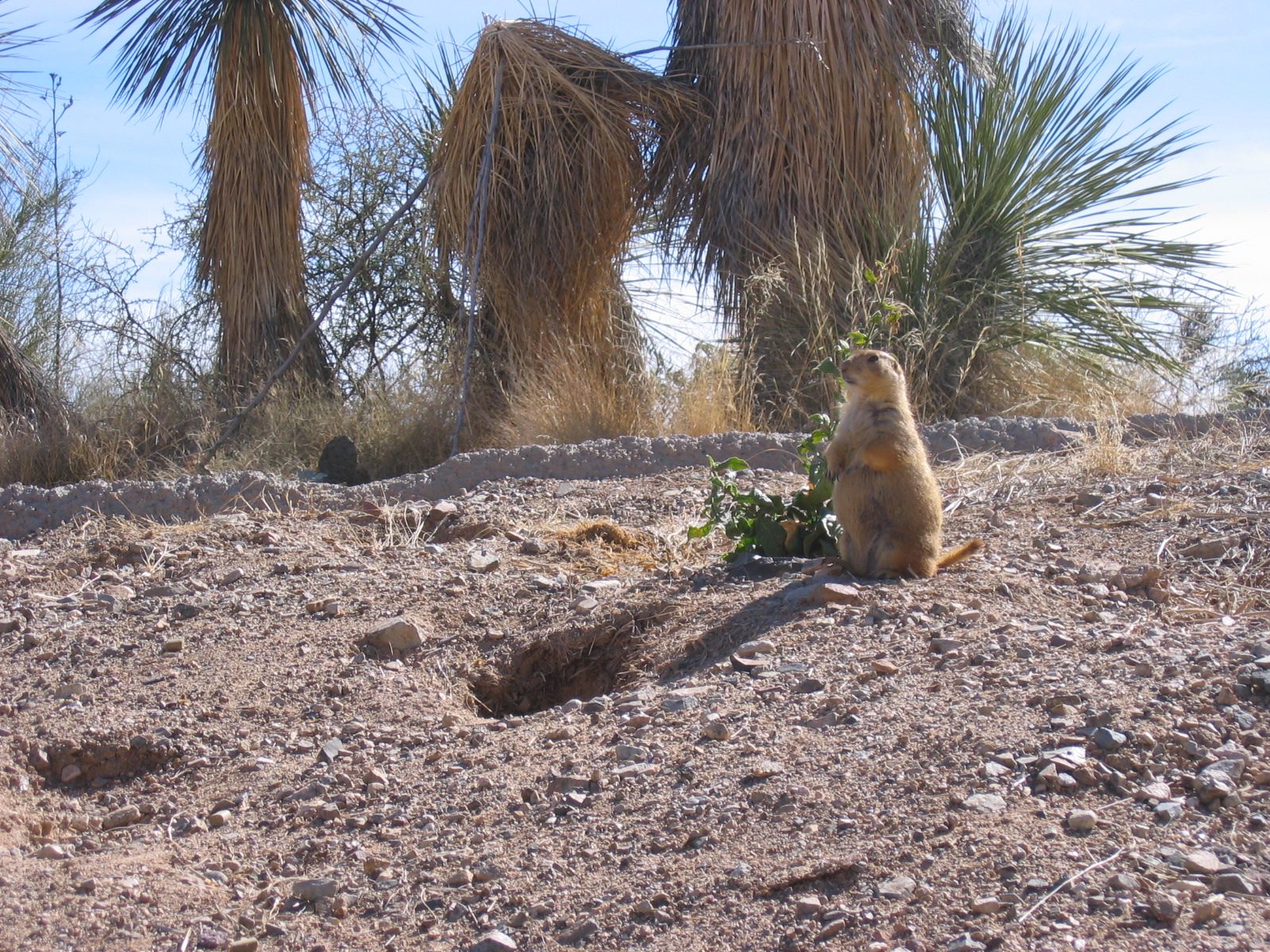 Prairie dog on duty
