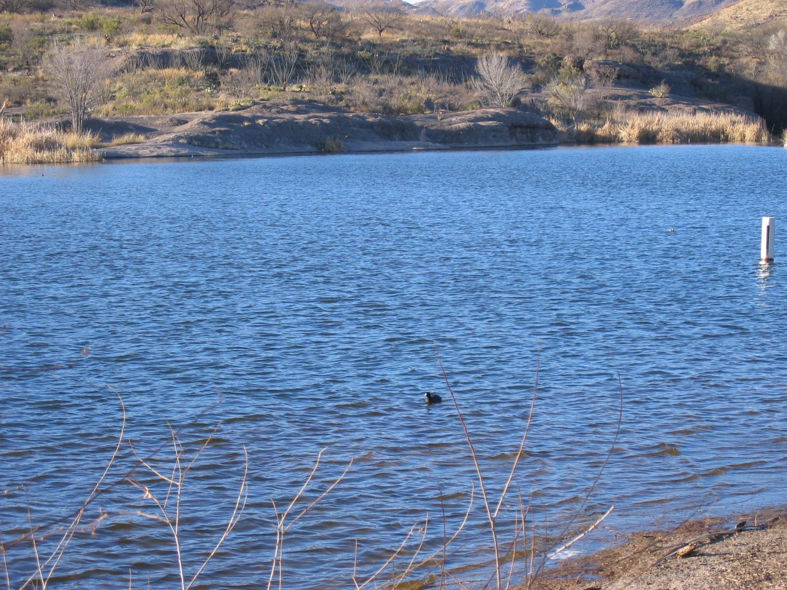 ... the whole area is a bird preserve ... here are couple of them