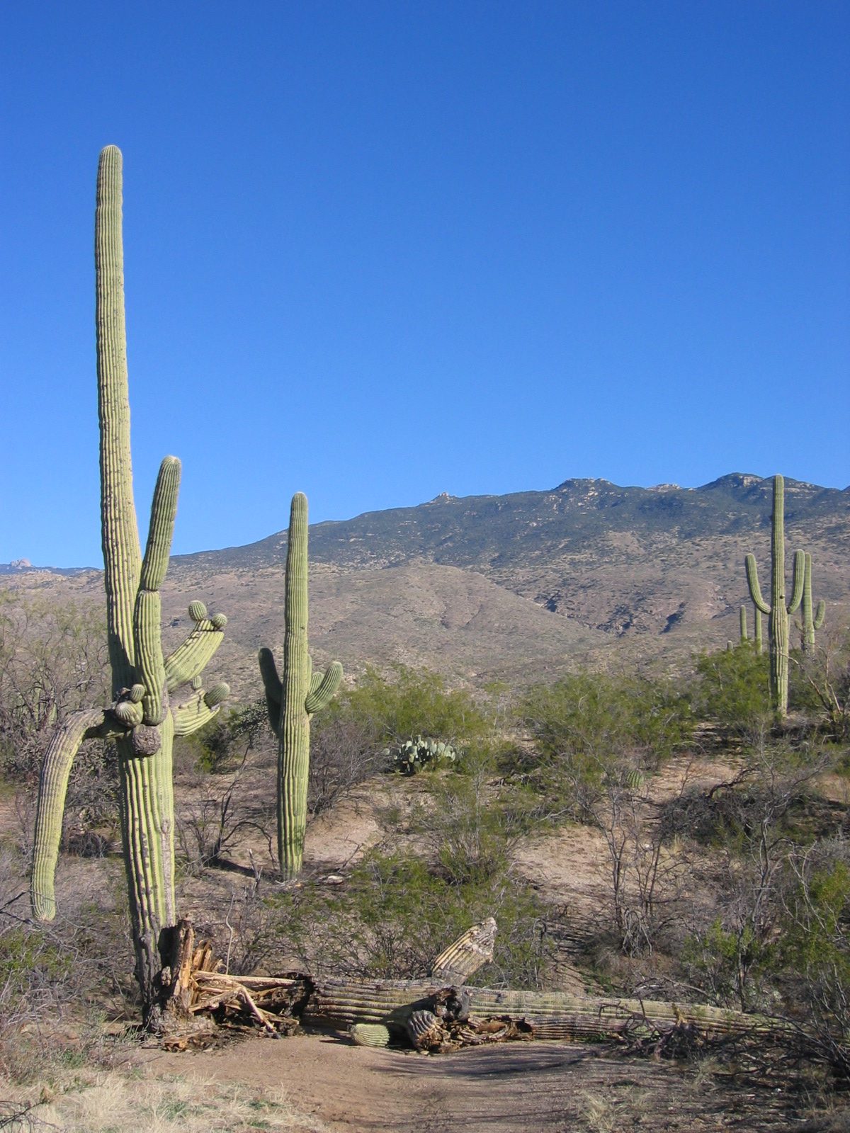 Even the saguaros are falling over