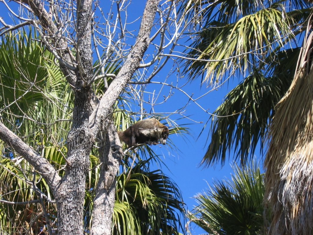 Coatimundi hanging out in the trees