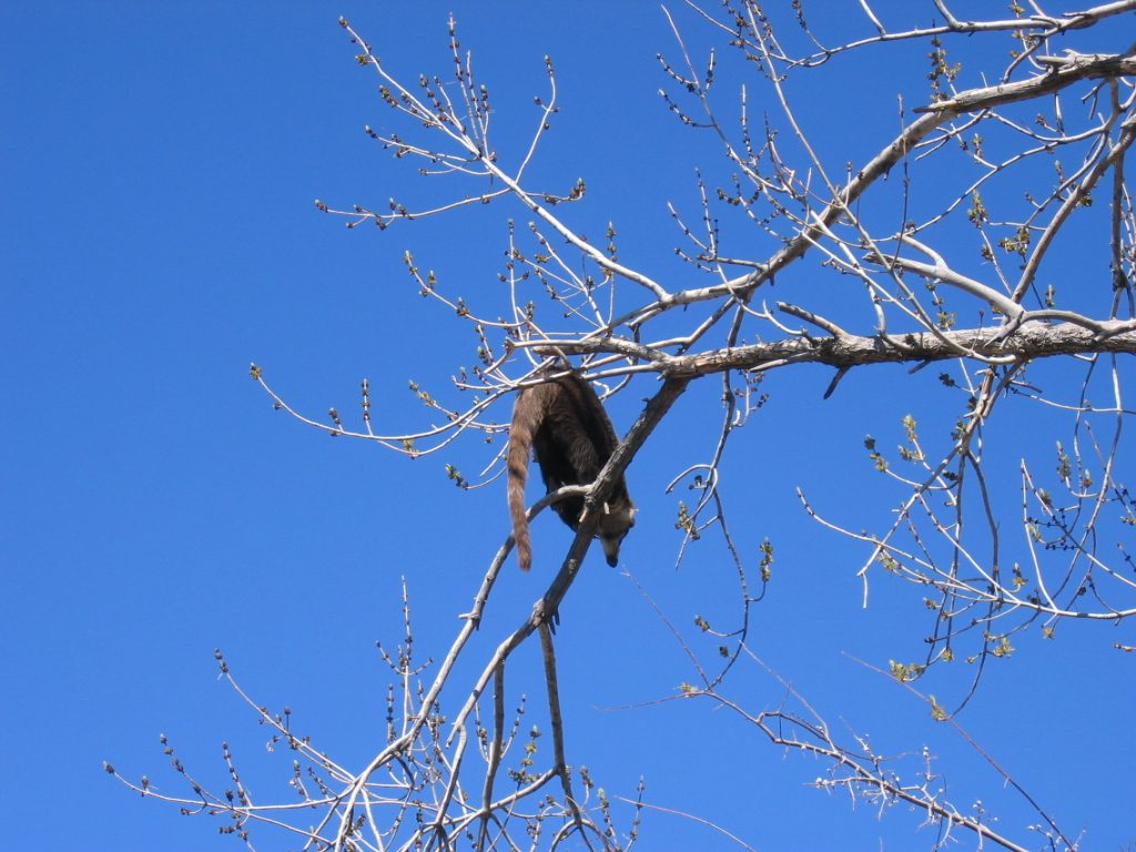 Since there is water under this tree branch, I hope he can swim