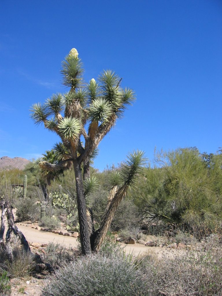 A Joshua tree ... not native, but here to complete the collection