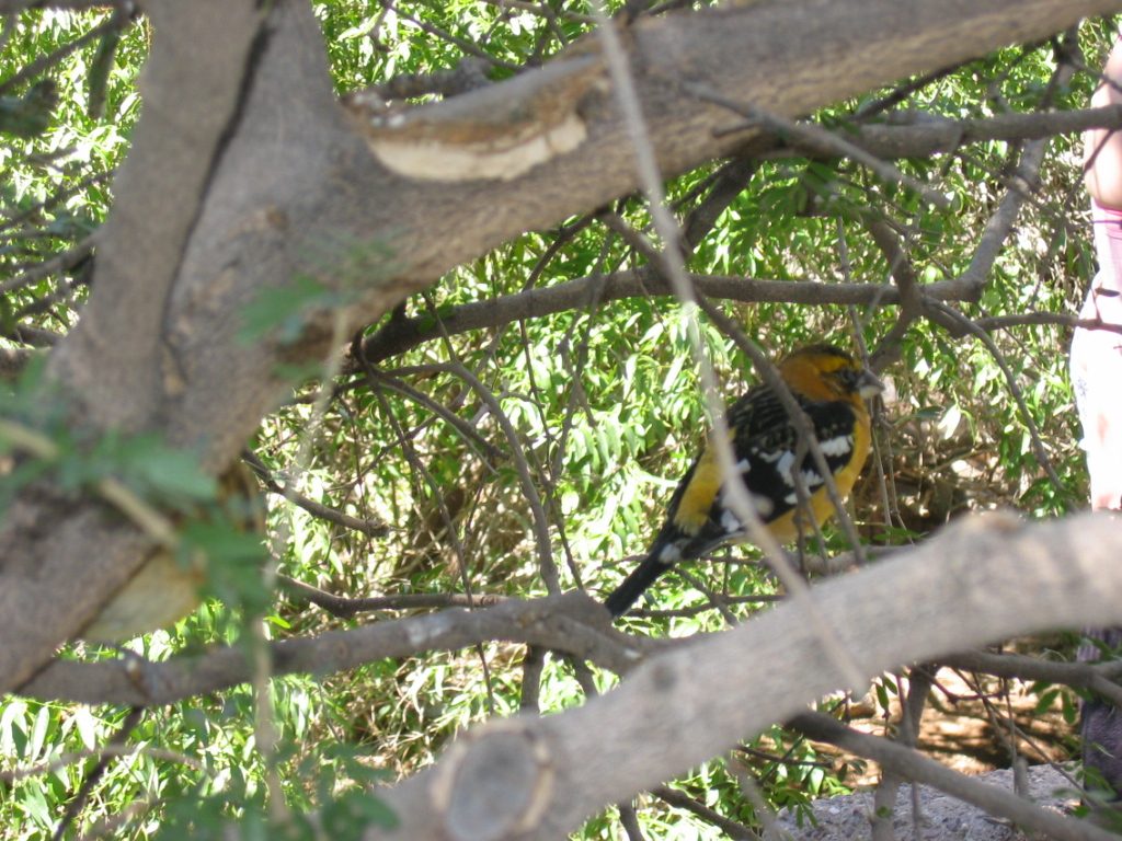 Pretty bird in the aviary