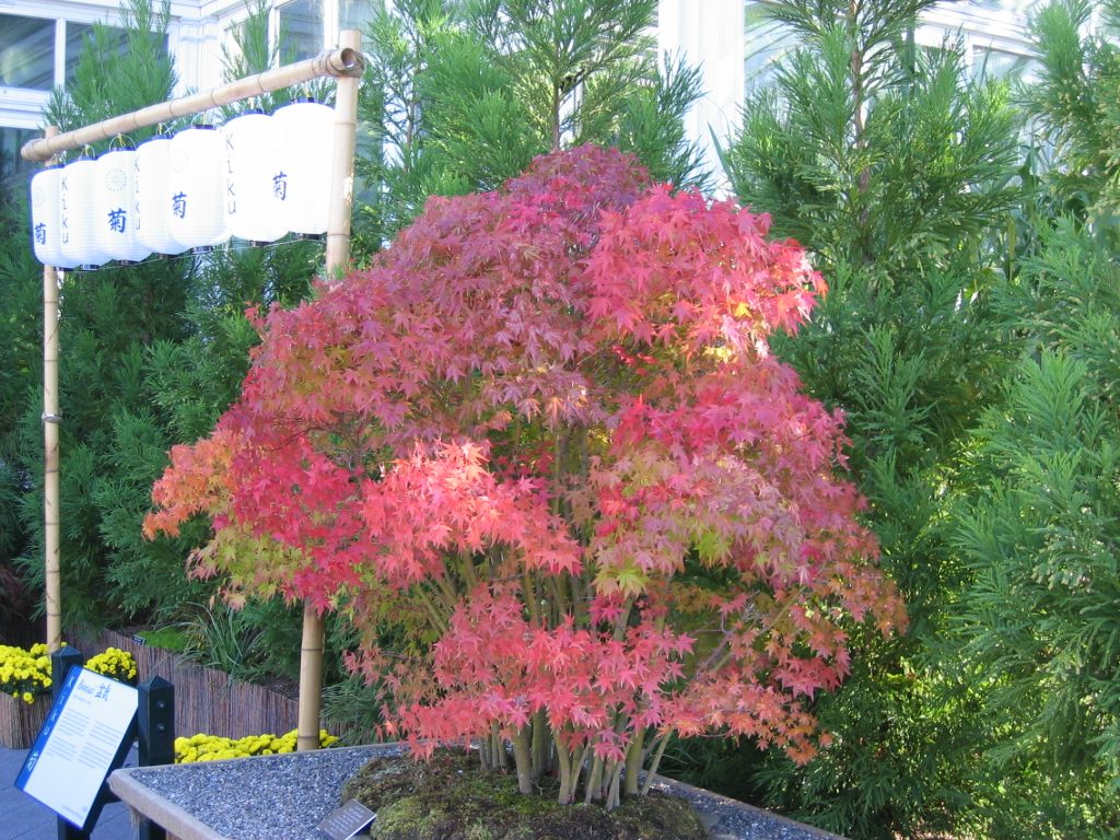 One of several "group" bonzai that really appealed to me.  There are a dozen or so maple trees...