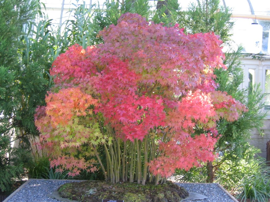 Another view of the maples.  They were part of the Kiku (Japanese for chrysanthemum) show at the...