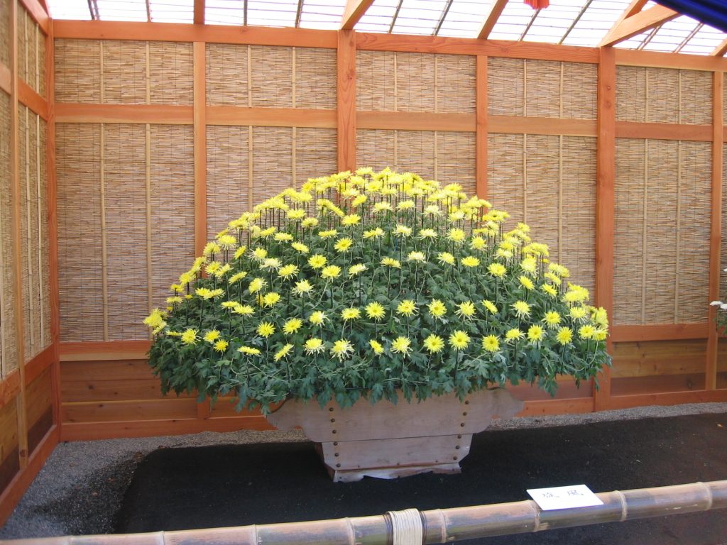 This is one Kiku plant that has been "trained" for 11 months to produce a "thousand" blooms at...