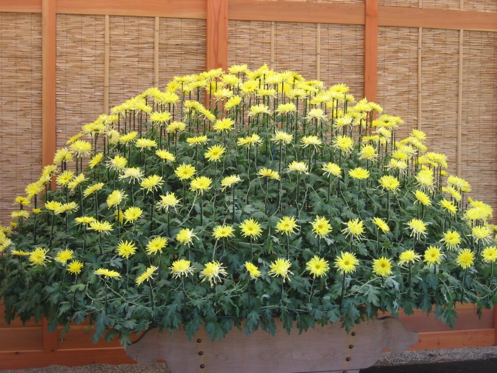 A little closer view of the Ozukuri.  The stems are traied on a daily basis, staked, and woven...