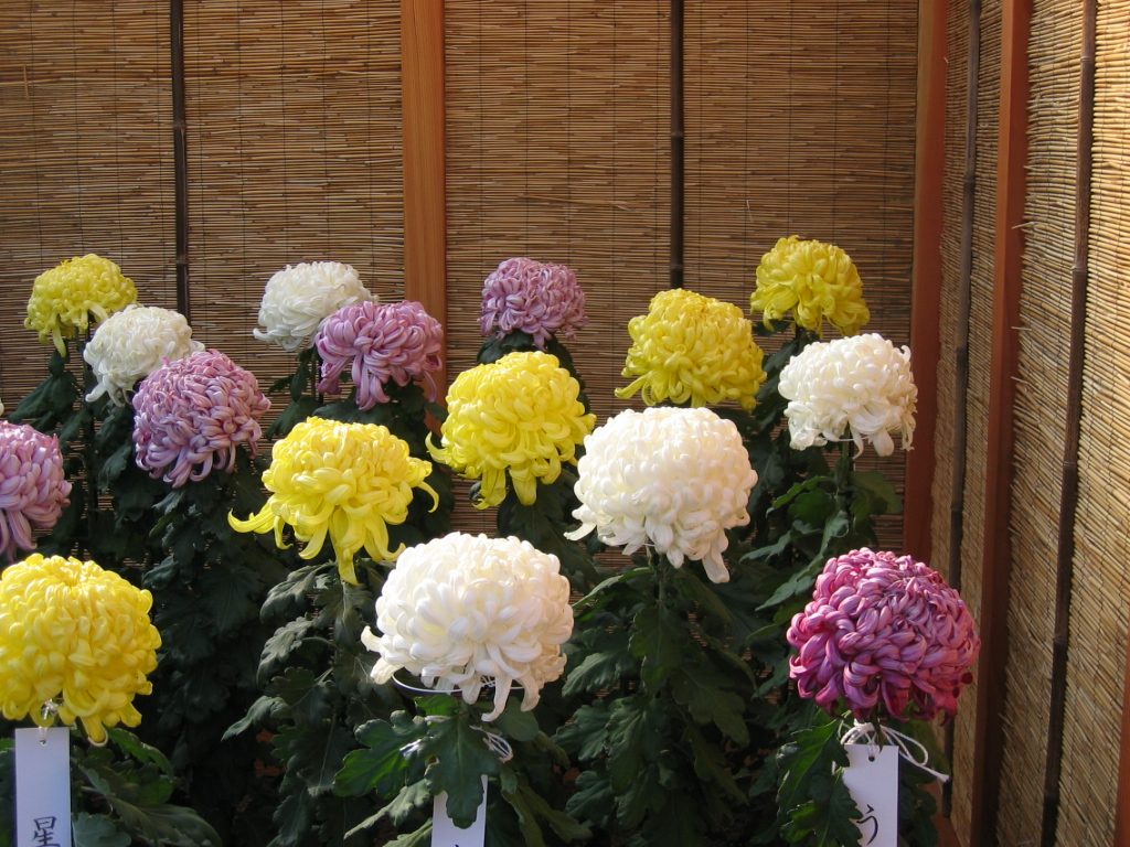 A second type of kiku ... called Ogiku.
The plants are nipped continuously until they are about...