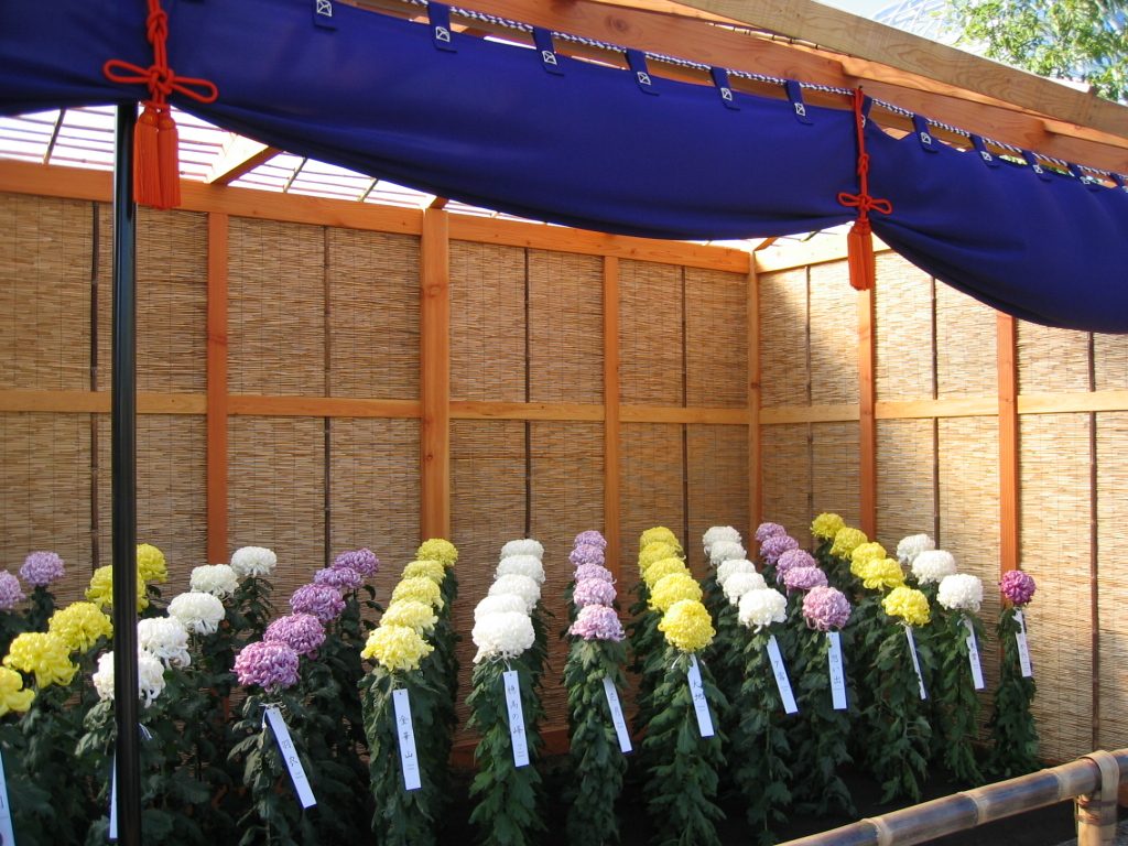 Similar view ... the purple drapes and red tie backs are a tradional part of the presentation. ...