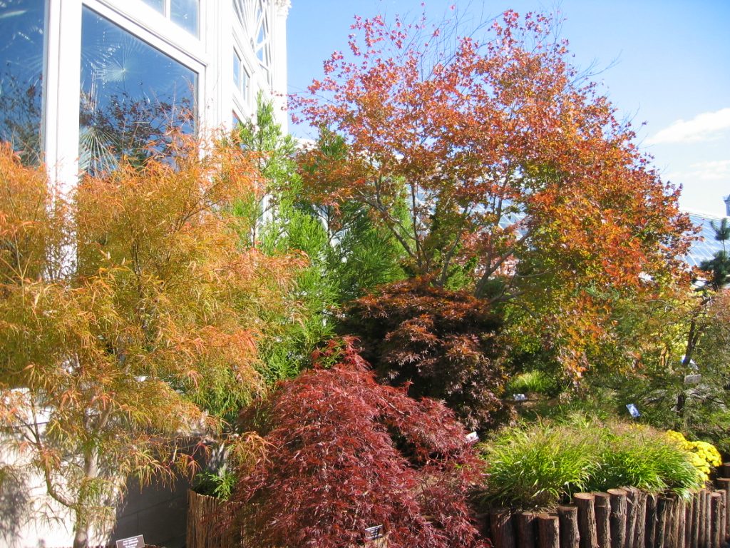 This raised bed had many varieties of maples.  The beds were created for this exhibit - about 4'...