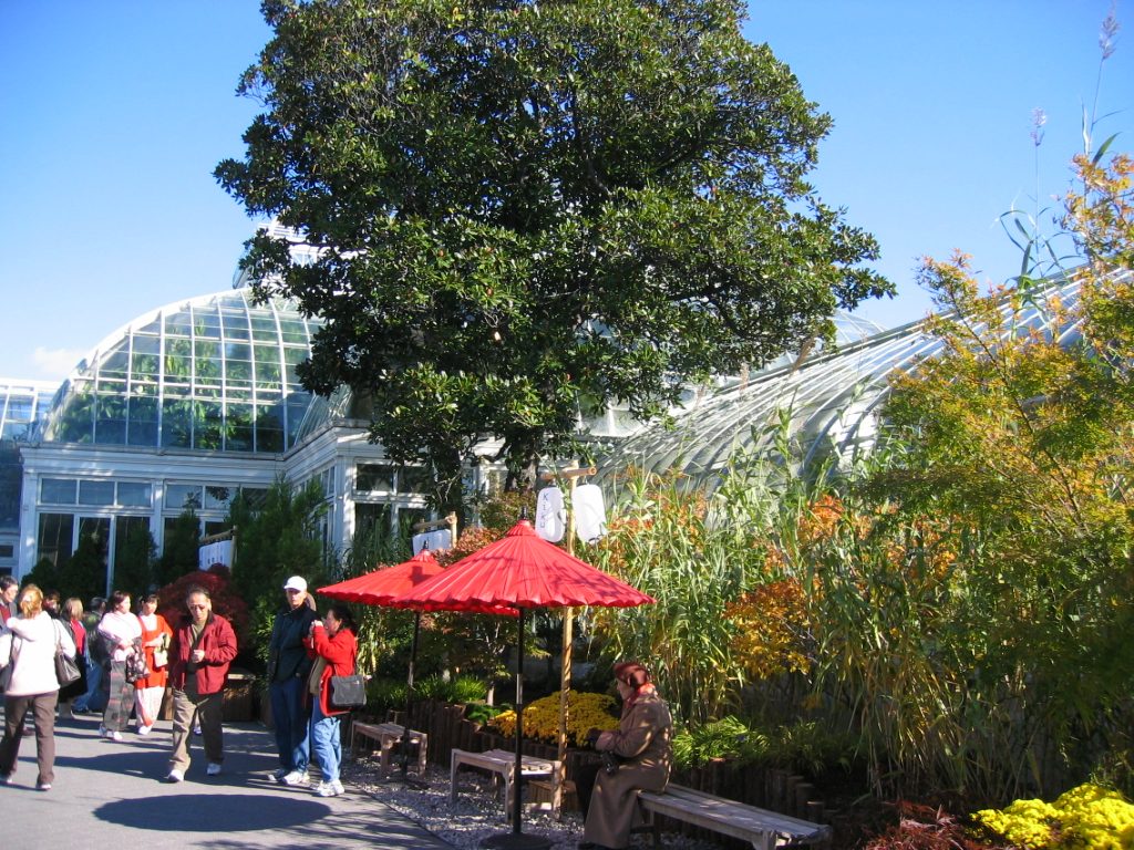 Another view of the raised beds ... this one with maples in it