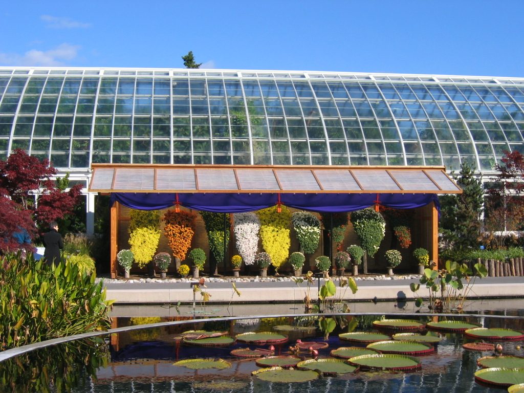 Looking across the pond at the Kengai ... note the size of the "dinner plate" water lily pads.
