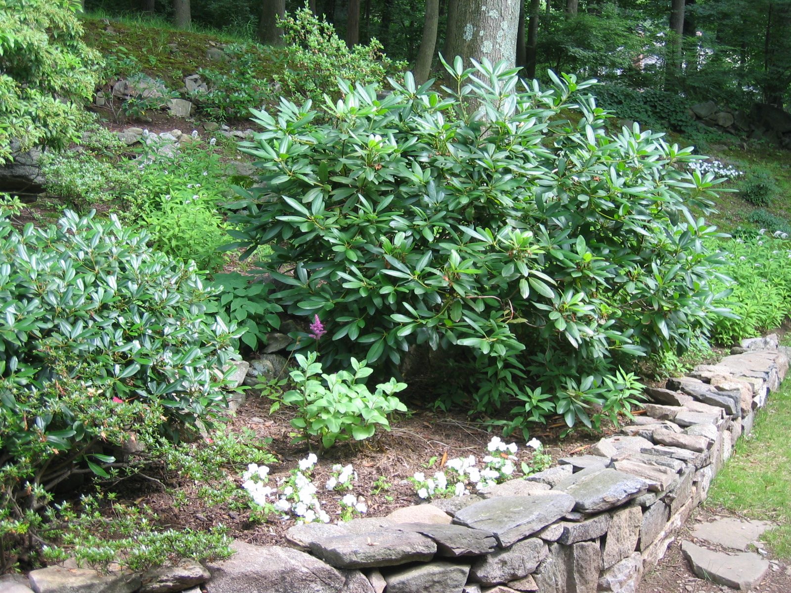 Continuation of rock wall with white Impatiens