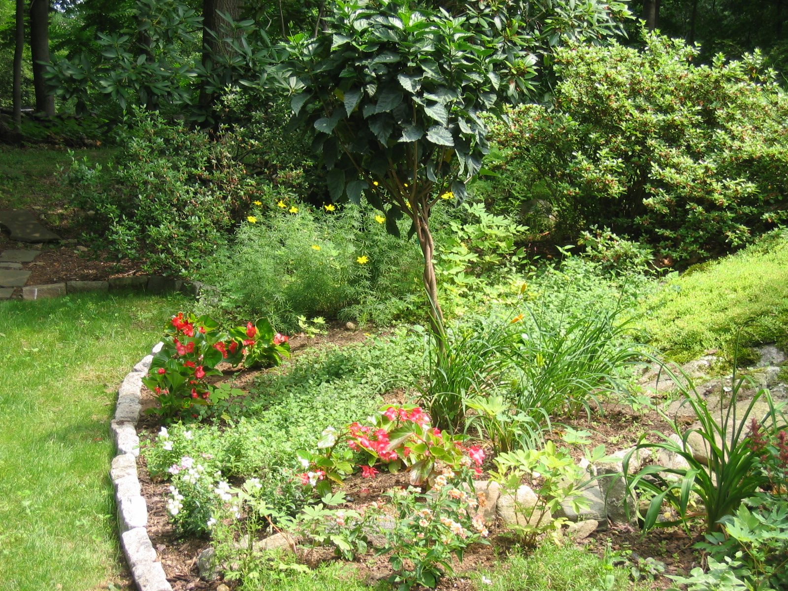 The area known as "the corner", more planted than ever.  Another hibiscus, tuberous...