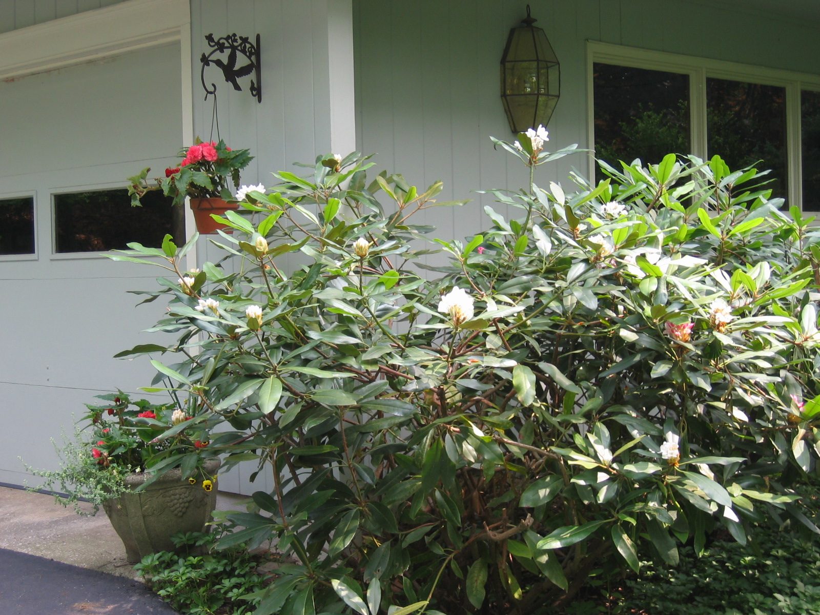 Another rhodo starting out, with a hanging basket of begonias behind it