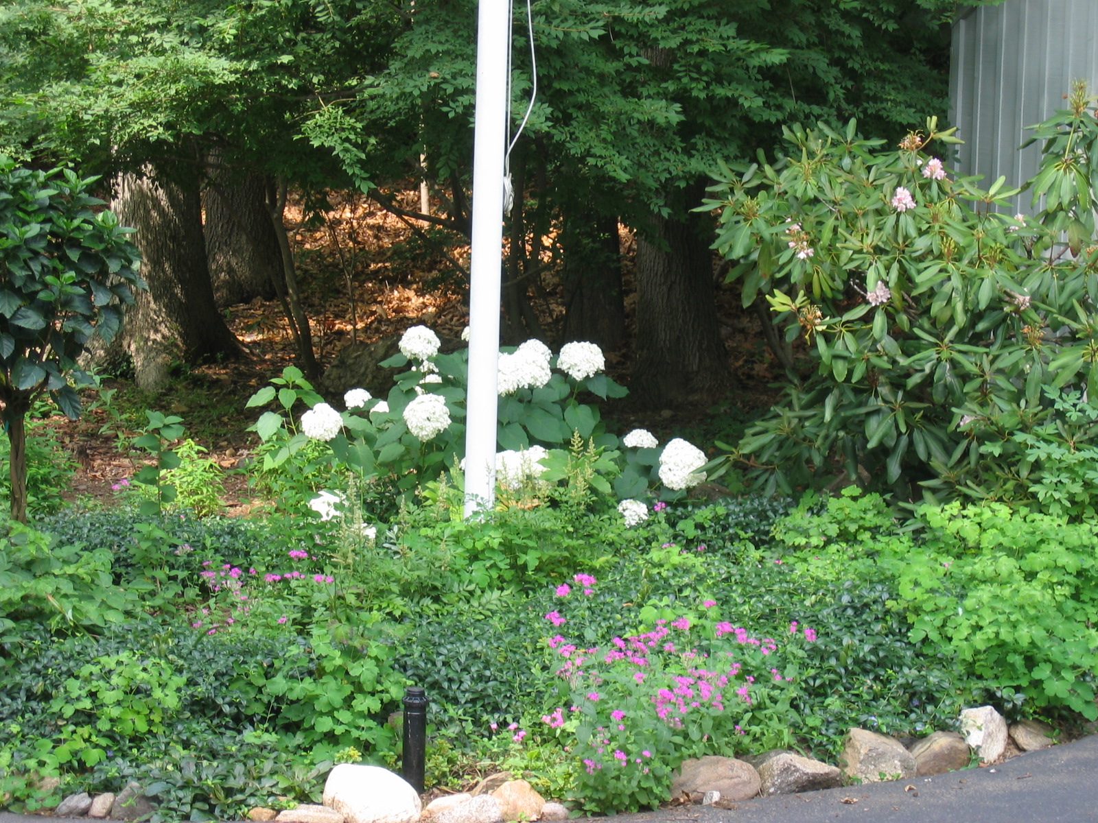 First year ever that the white hydrangea survived the deer long enough to bloom.  Go Dad and his...