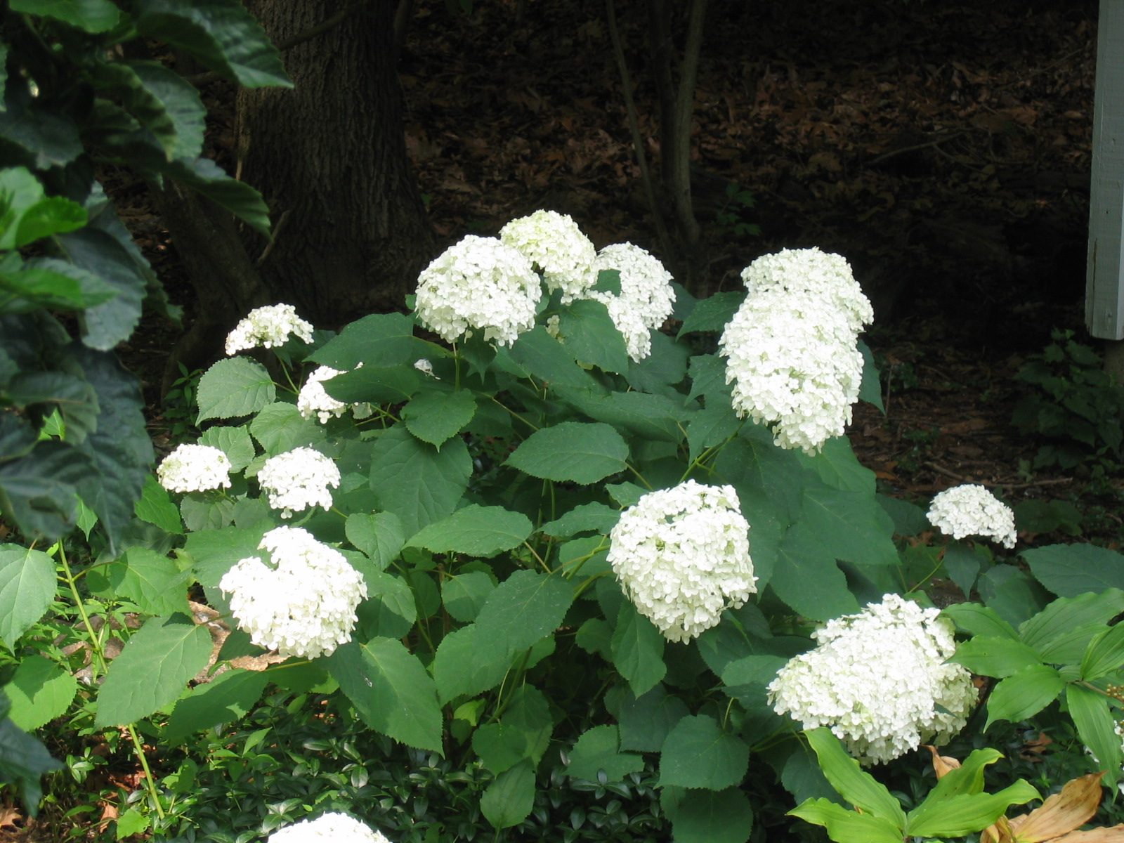 A close up of the hydrangea.