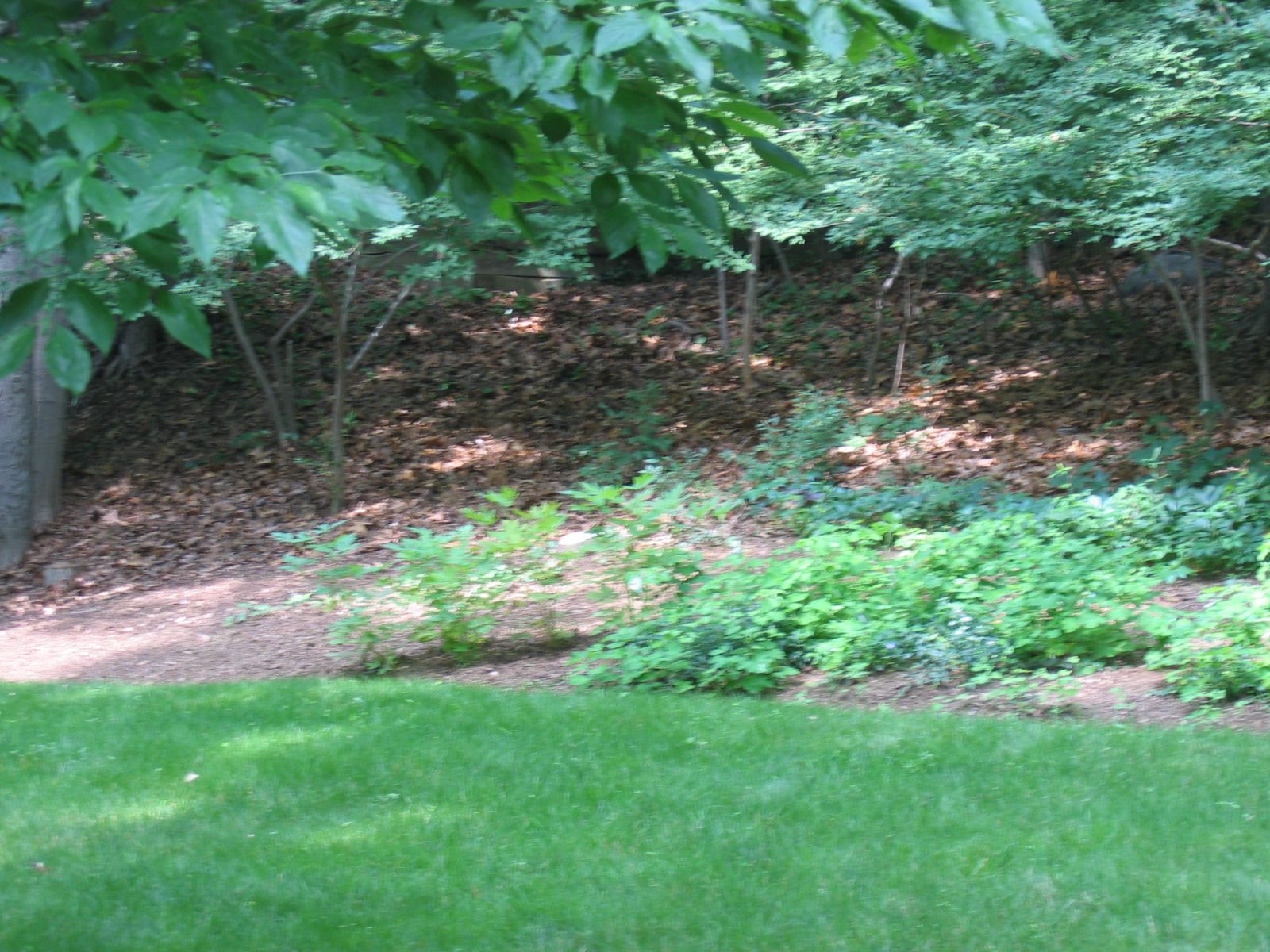 An area that I just sprinkled bleeding heart and columbine seeds couple years ago.  They bloomed...